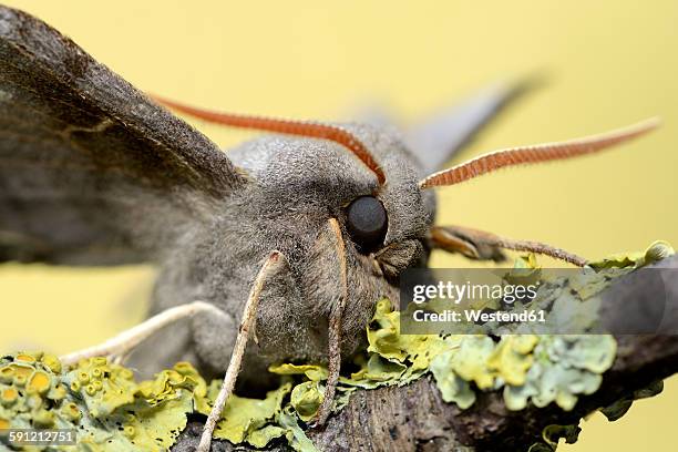 Moth Insect Potrait 13,075 Close Up Of Moth Stock Photos, High-Res Pictures, and Images ...