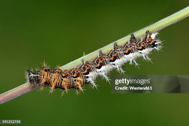 caterpillar of comma - comma butterfly stock pictures, royalty-free photos & images