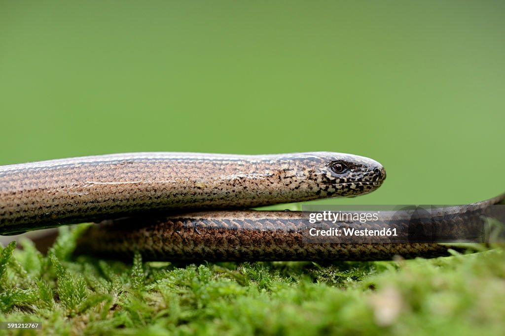 Slow worm