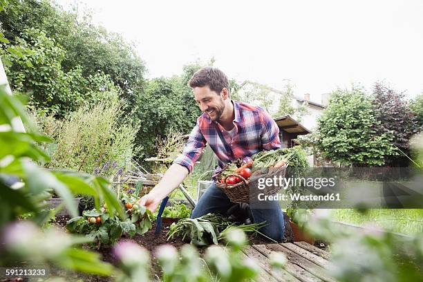 man gardening in vegetable patch - gemüsegarten stock-fotos und bilder