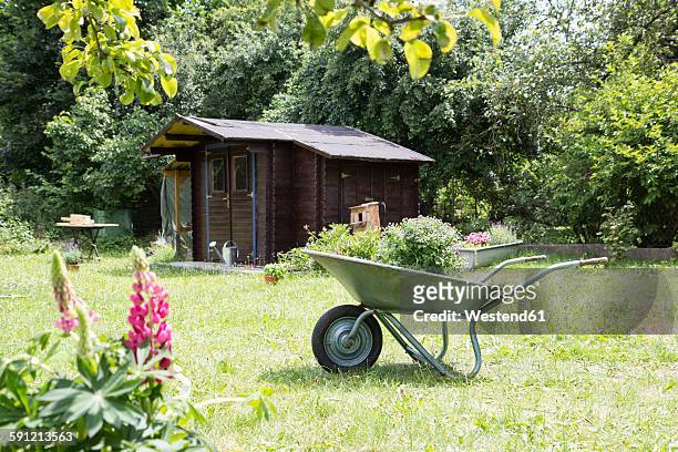wheelbarrow with plant in garden - garden shed stock pictures, royalty-free photos & images
