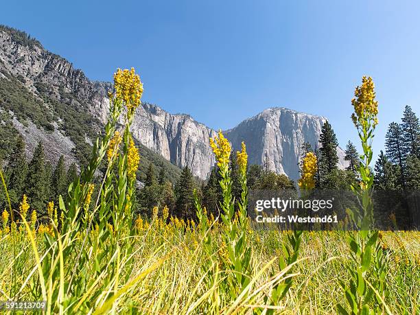 usa, california, yosemite national park, sierra nevada - nevada flowers stock pictures, royalty-free photos & images