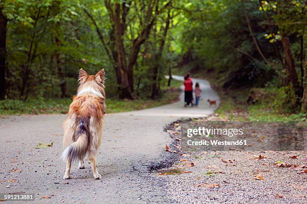 spain, girona, abandoned dog standing on footpath watching people - domestic animals photos et images de collection