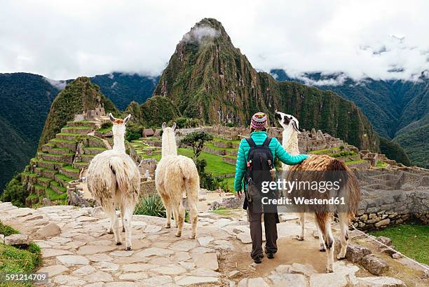 peru, machu picchu region, female traveler looking at machu picchu citadel and huayna mountain with three llamas - berg huayna picchu stock-fotos und bilder