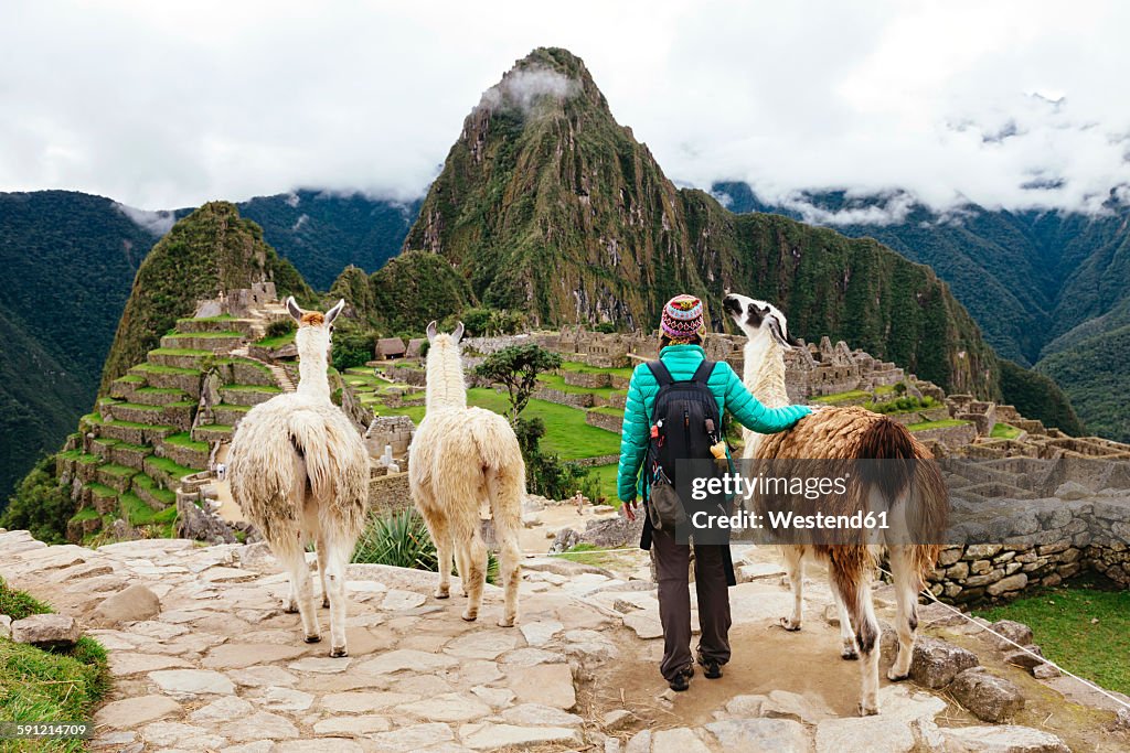 Peru, Machu Picchu region, Female traveler looking at Machu Picchu citadel and Huayna mountain with three llamas