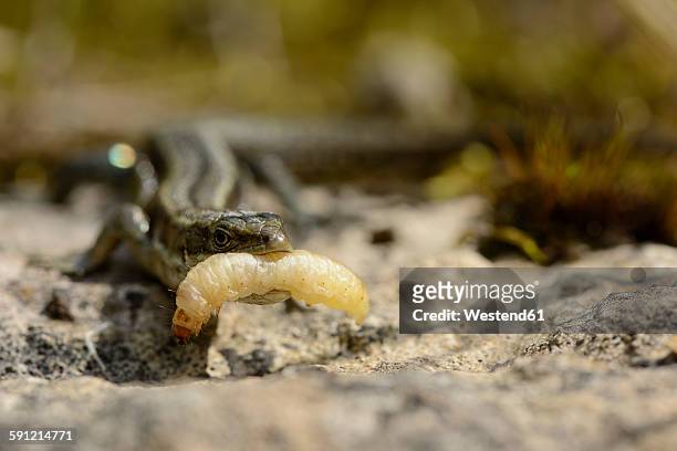 common lizard, zootoca vivipara, with prey - lacerta vivipara stock pictures, royalty-free photos & images