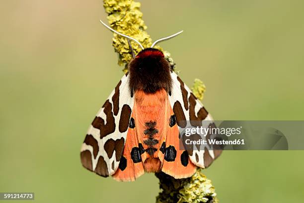 garden tiger moth, arctia caja - papillon de nuit photos et images de collection
