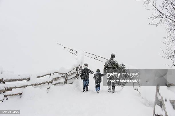 austria, altenmarkt-zauchensee, father with two sons carrying christmas tree in winter landscape - family in snow mountain stock-fotos und bilder