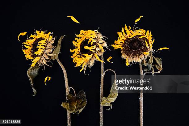 three withered sunflowers in front of black background - sonnenblume stock-fotos und bilder