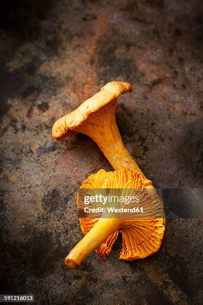 two chanterelles - cantharellus cibarius stock pictures, royalty-free photos & images
