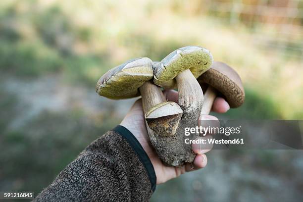 woman's hand holding birch bolete and king bolete - birch bolete stock pictures, royalty-free photos & images
