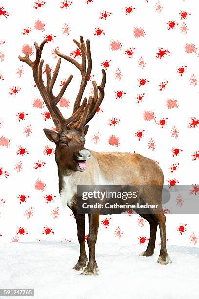 Laughing Reindeer on Snow and Wallpaper