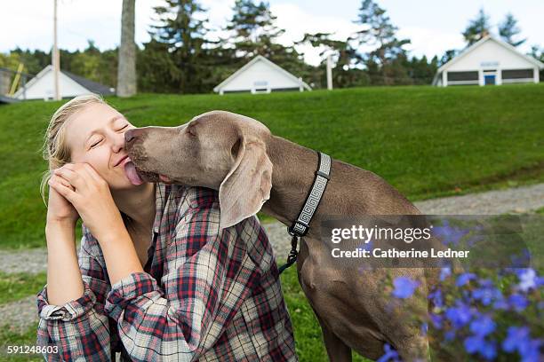 dog licking girl's face - licking stock-fotos und bilder