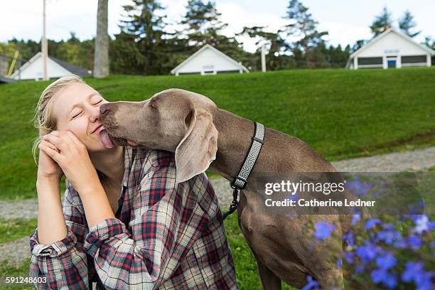 dog licking girl's face - dog tag 個照片及圖片檔