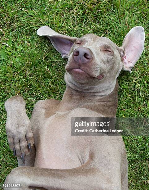 weimaraner dog lying in grass with eyes closed - dog eyes closed stock pictures, royalty-free photos & images