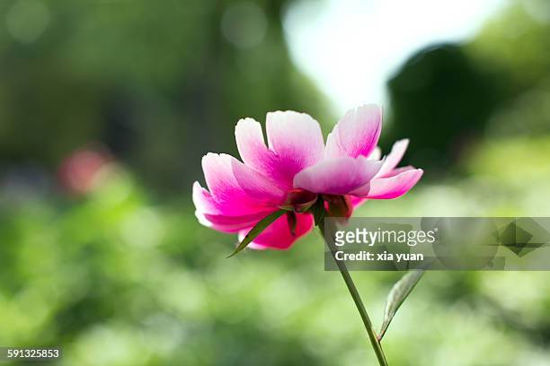 chinese herbaceous peony blooming in lawn - chinese peony imagens e fotografias de stock