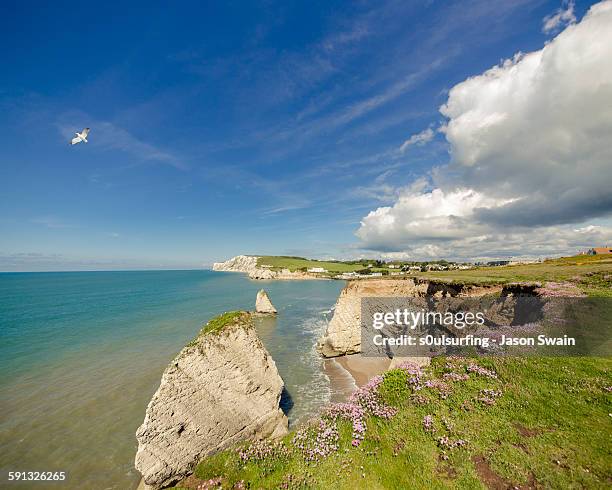 sea pinks and sea guls at freshwater bay - freshwater bay isle of wight 個照片及圖片檔