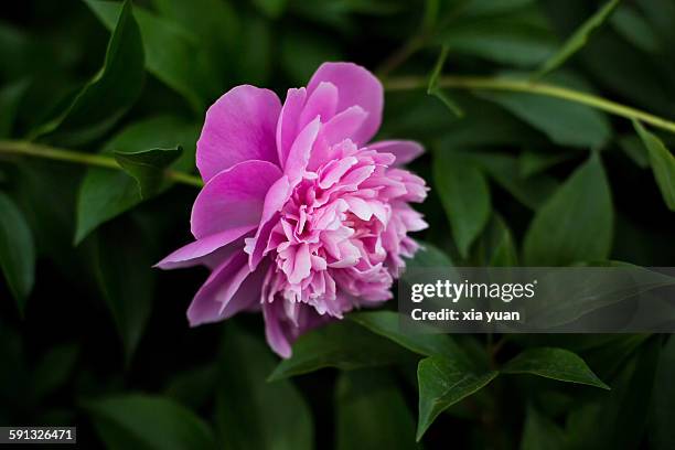 chinese herbaceous peony blooming in lawn - chinese peony imagens e fotografias de stock