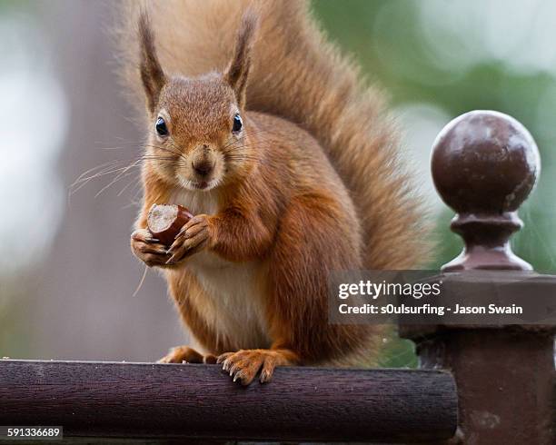 time out - totland bay stock pictures, royalty-free photos & images