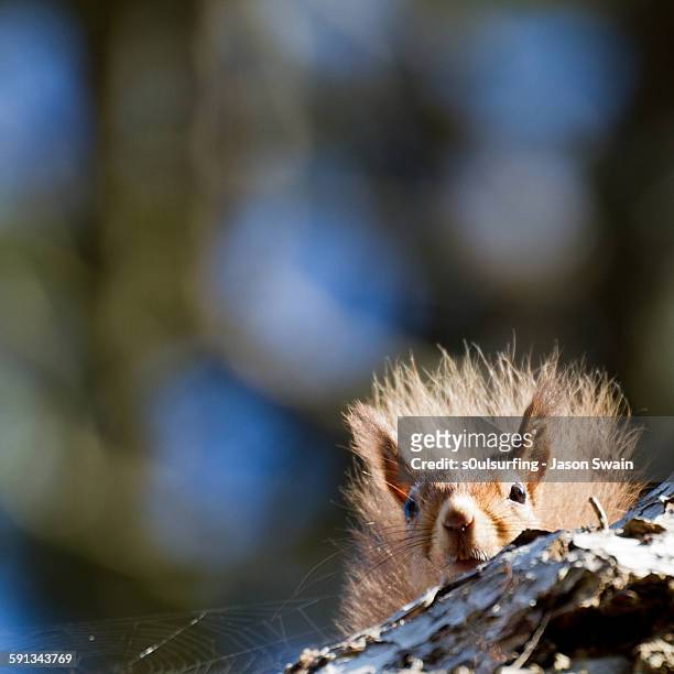 the lesser spotted "peeking red squirrel" - totland bay stock pictures, royalty-free photos & images