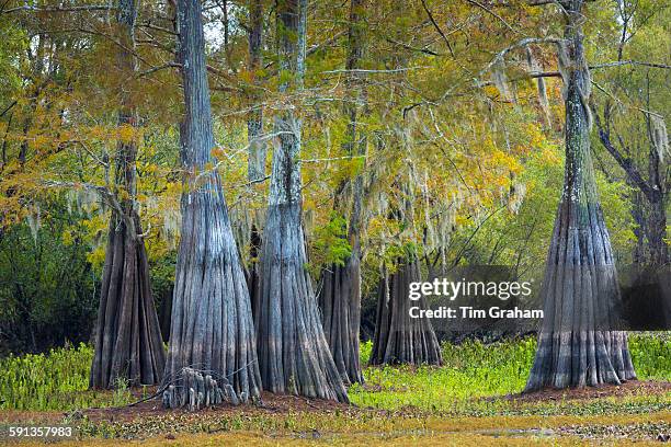 Bald cypress trees deciduous conifer, Taxodium distichum, showing high water marks in Atchafalaya Swamp, Louisiana USA