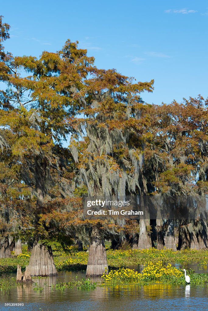 Egret & Bald Cypress Trees, Atchafalaya Swamp, USA