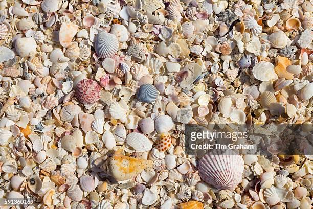 Sea shells on seashore on Captiva Island, Florida USA