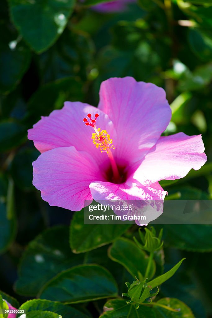 Hibiscus Flower in Florida, USA