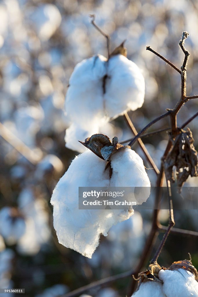 Cotton Crop, Mississippi, USA