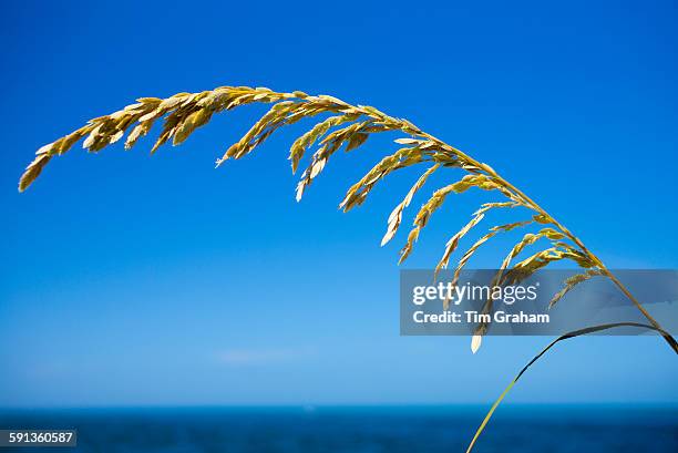 Uniola Paniculata Photos and Premium High Res Pictures - Getty Images