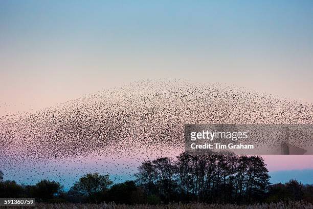 Spectacular murmuration of starlings display thousands of birds in flight cloud pattern before sunset roosting in marshland UK