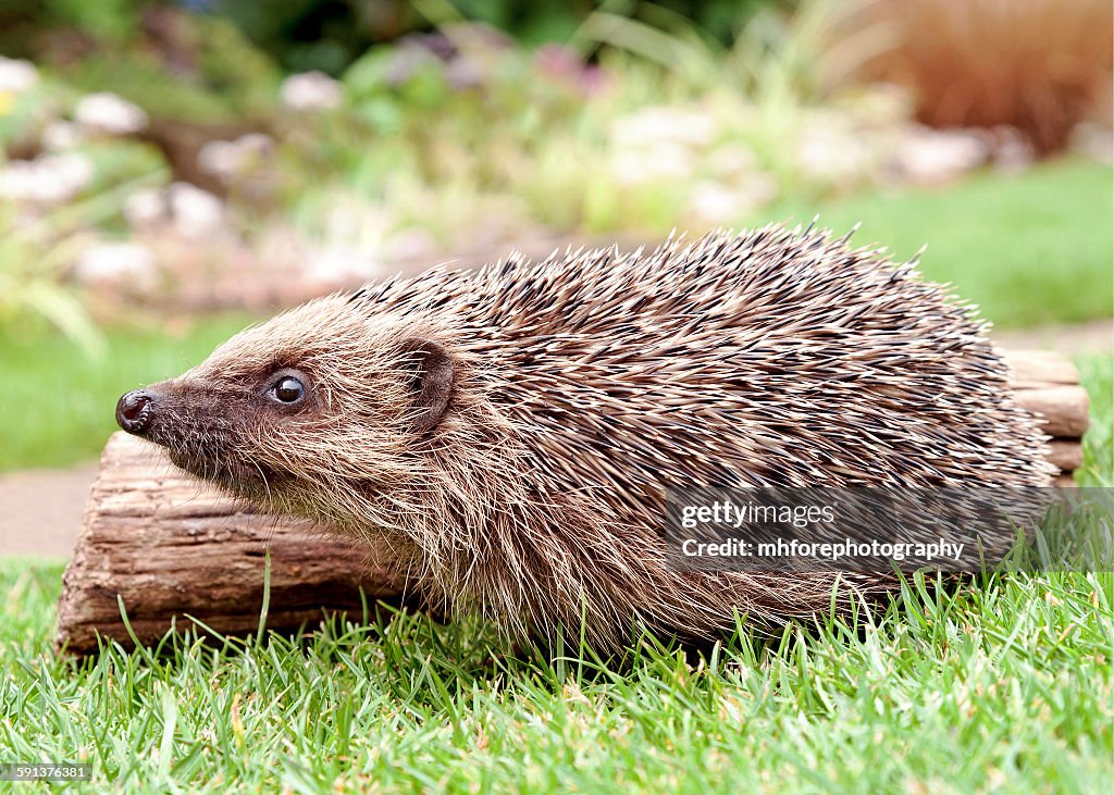 Hedgehog