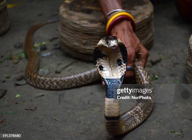 An Indian snake charmer playing with snake 'gokhras' cobras during at the snake fair in Chakdah, 80 kilometers from Kolkata , India on Wednesday ,...