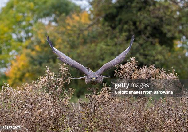 Buzzard Insect Common Buzzard Photos and Premium High Res Pictures - Getty Images