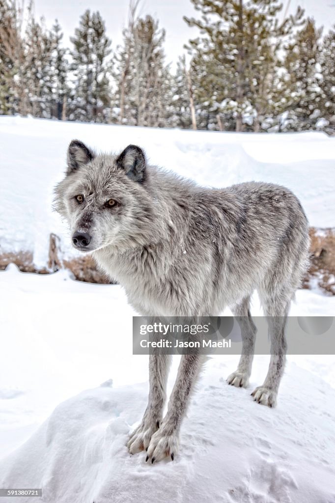 Gray Wolf Yellowstone High-Res Stock Photo - Getty Images