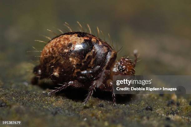 collembola springtail - collembola stock pictures, royalty-free photos & images