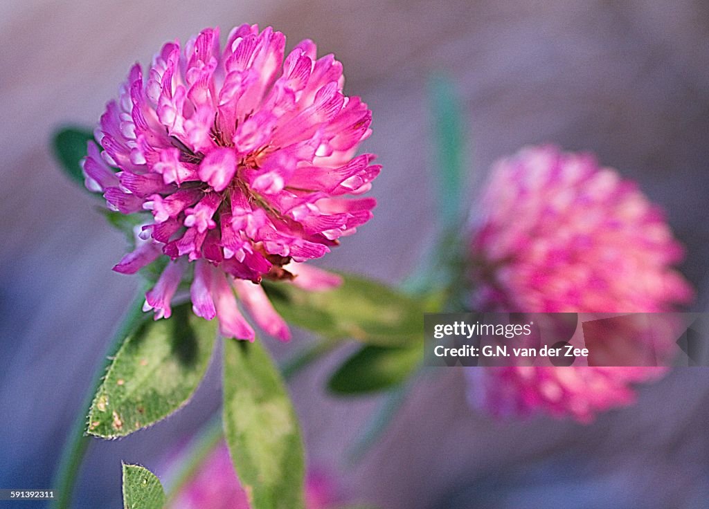 Triifolium pratense