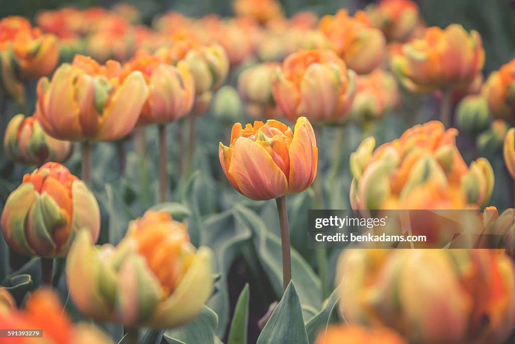 Orange Princess Tulips