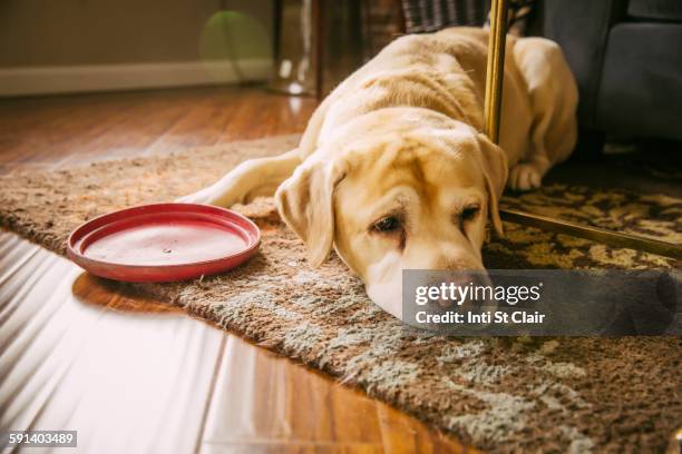 sad dog laying with plastic disc in living room - flying disc stock pictures, royalty-free photos & images