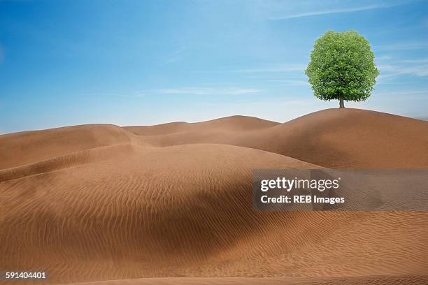 tree growing in desert sand dunes - arid climate stock illustrations