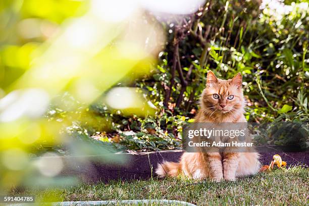 cat sitting in backyard grass - feline stock-fotos und bilder