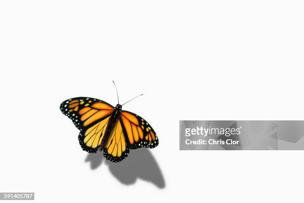 close up of butterfly perching - borboleta imagens e fotografias de stock
