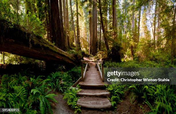 Fallen Tree In Jungle Fallen Tree Jungle Photos and Premium High Res Pictures - Getty Images