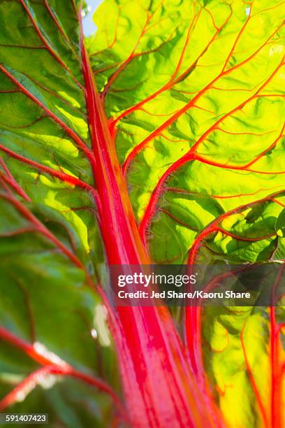 close up of fresh chard leaf - ruibarbo planta - fotografias e filmes do acervo