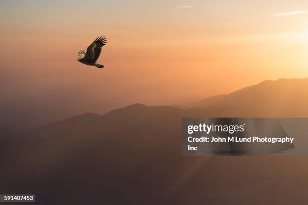 eagle flying in sunrise sky over remote landscape - águia serrana imagens e fotografias de stock