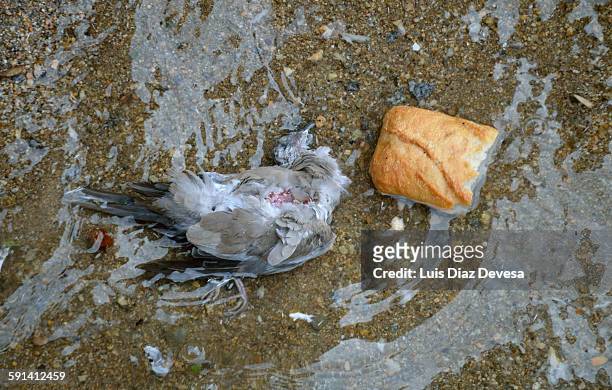 the dead bird and the bread - wet bird stock-fotos und bilder