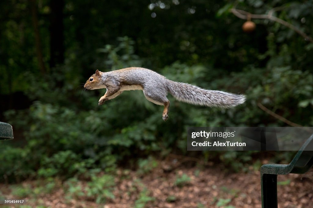 Squirrel in flight