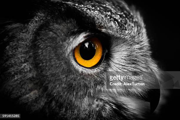 owl close up - eye selective colour b&w - alex pix ストックフォトと画像