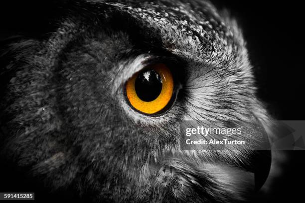 owl close up - eye selective colour b&w - isolated colour stockfoto's en -beelden