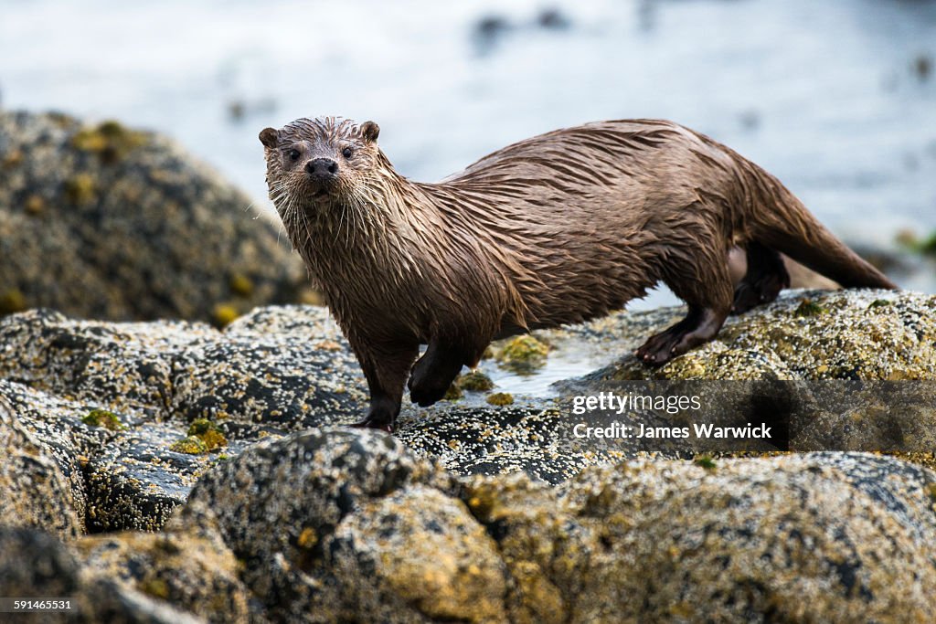 European otter on shoreline rocks